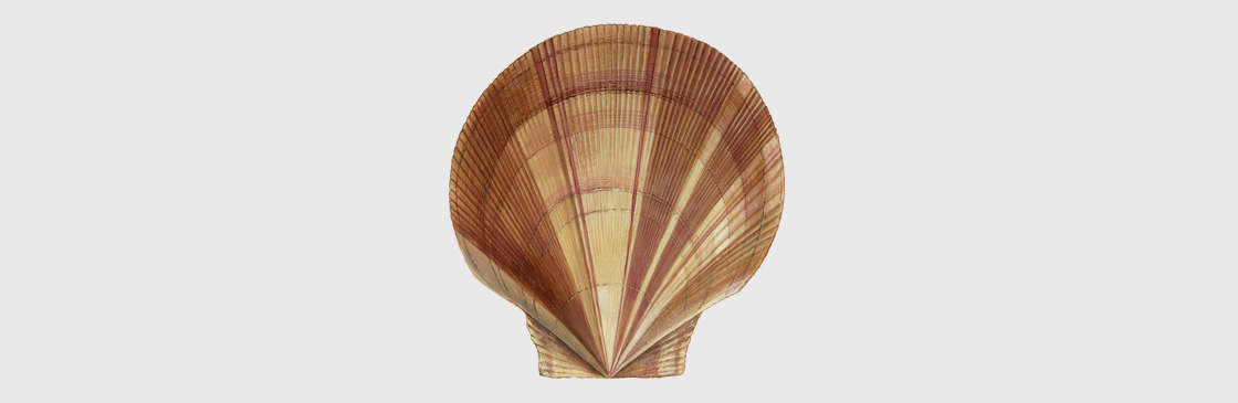 Atlantic Sea Scallop