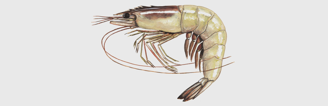 prawn in sea